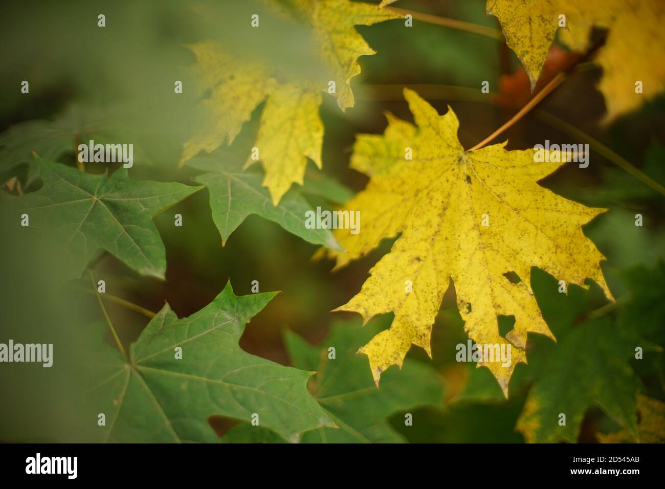 autumn maple tree with big yellow and green leaves in the forest Stock ...