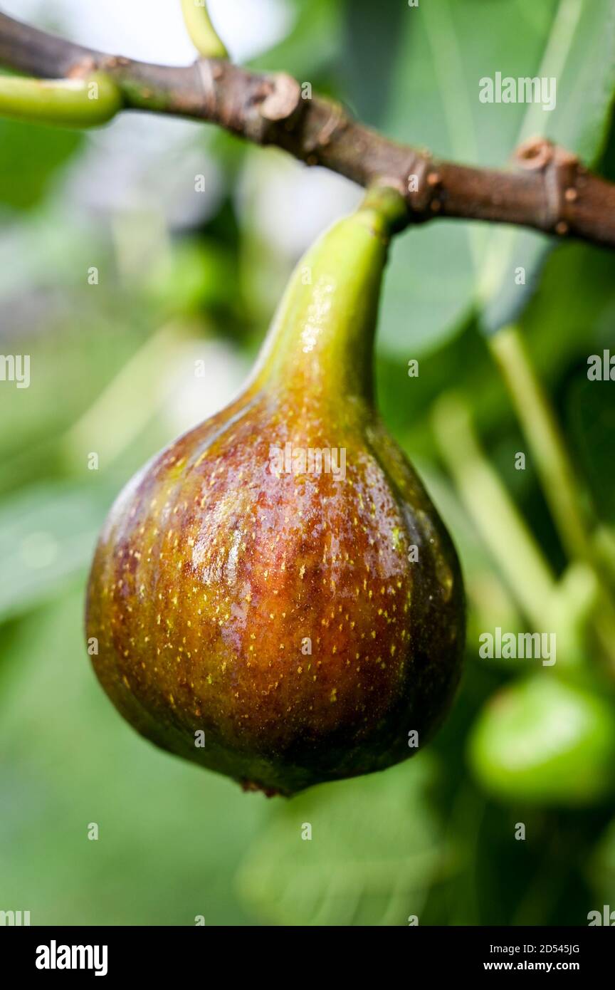 Ficus carica "Brown Turkey" figs growing naturally Stock Photo Alamy