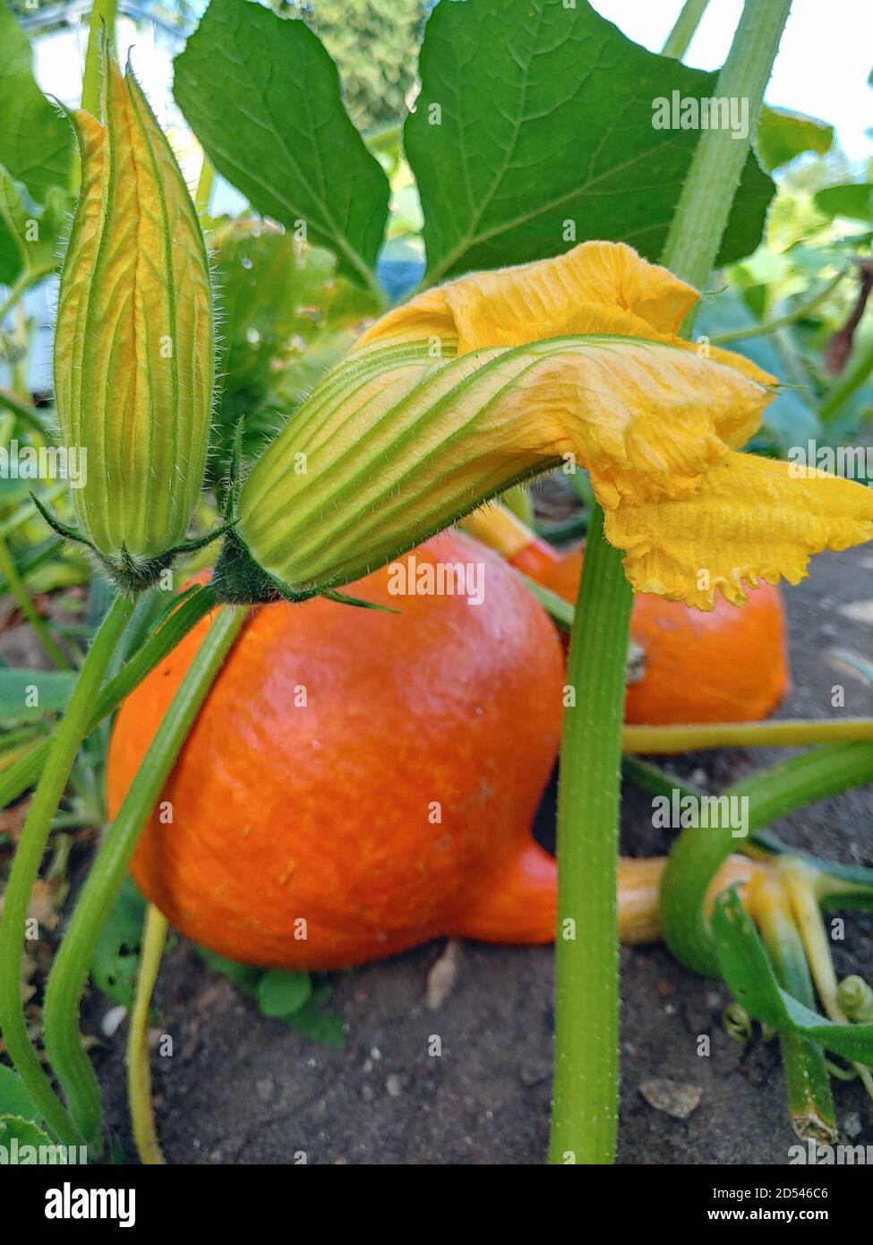 Vertical shot of squash with pumpkins growing in a garden Stock Photo ...