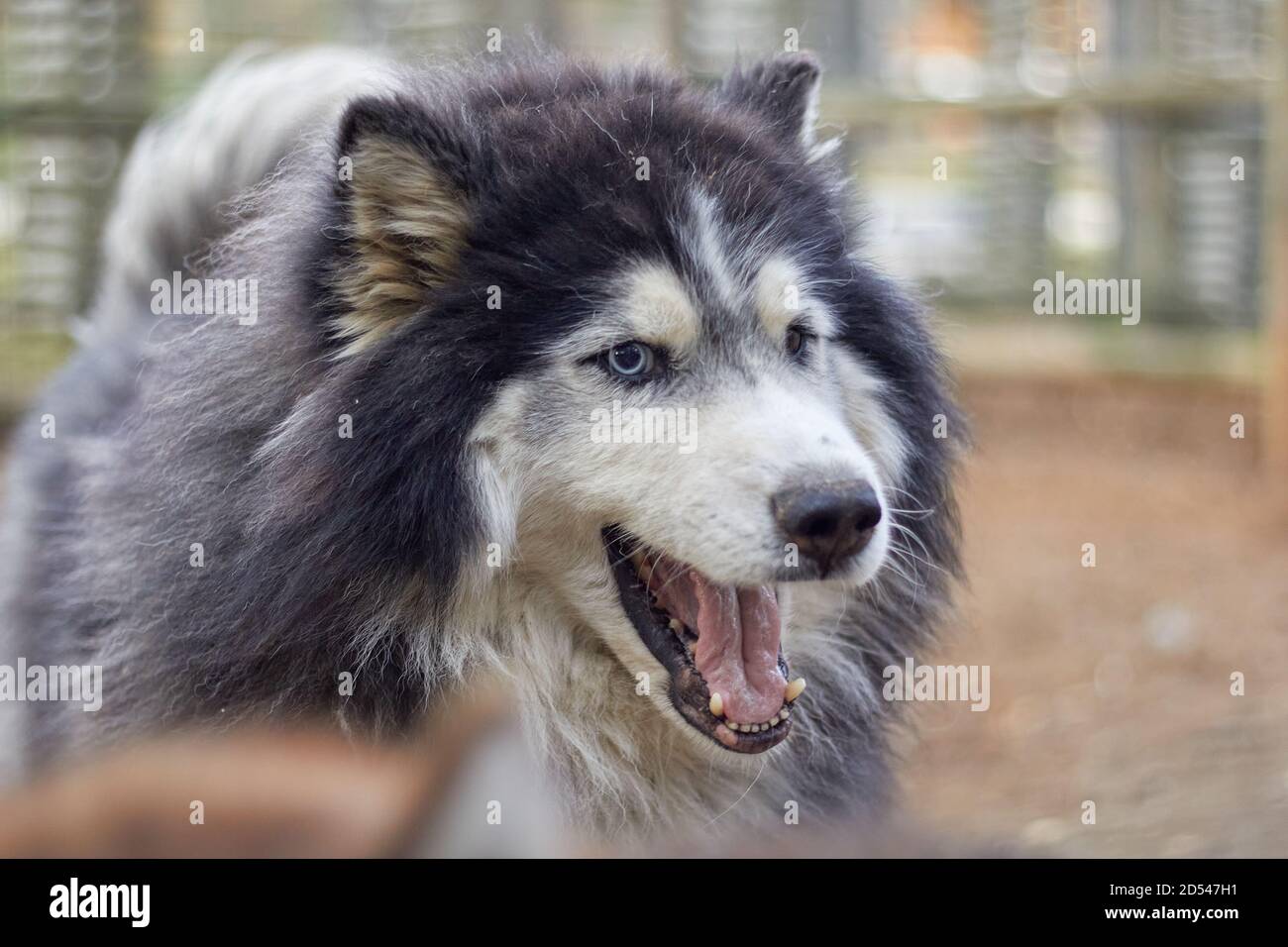 dog longhaired with multi-colored husky eyes Stock Photo - Alamy
