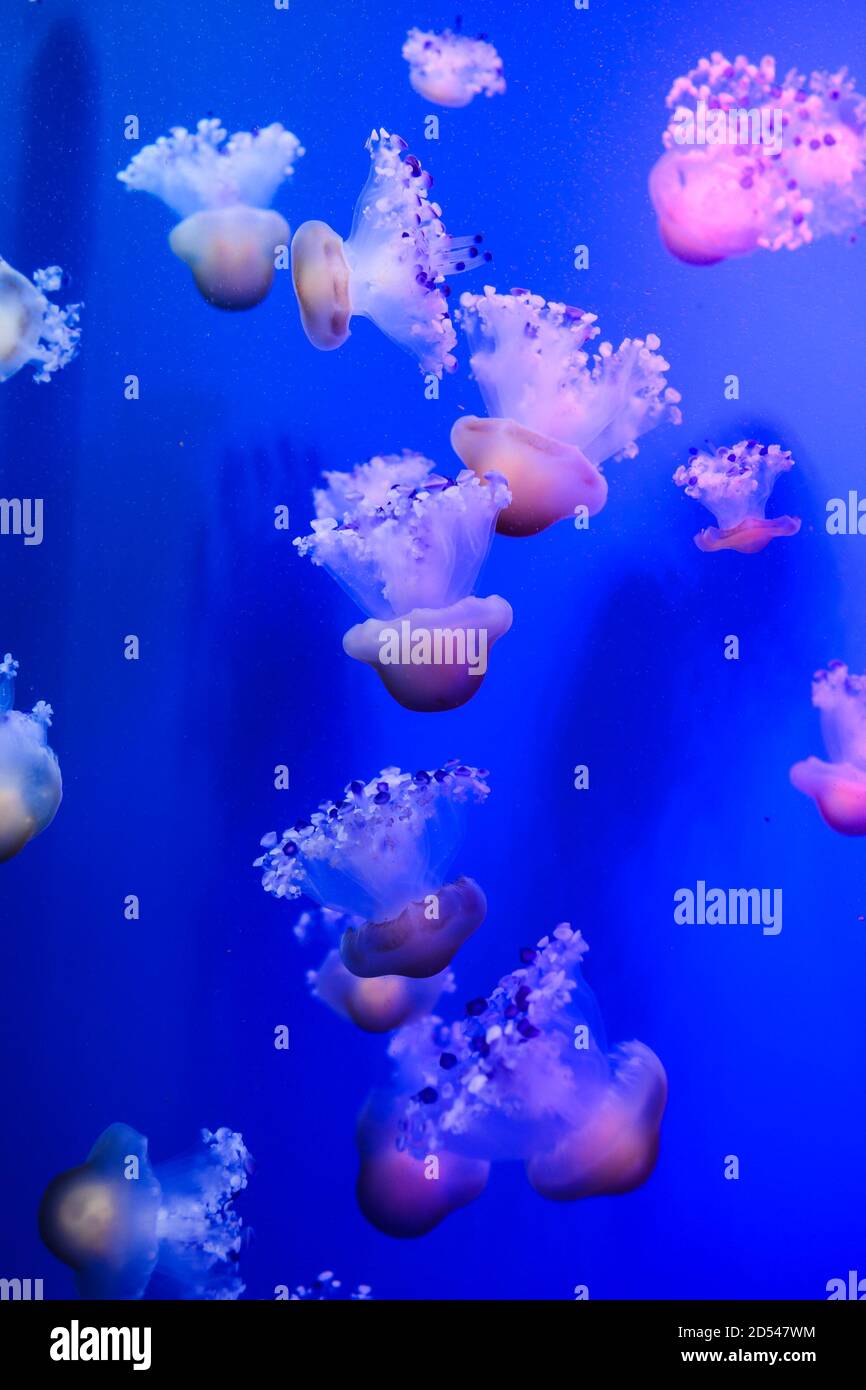 Jellyfish Dangerous Poisonous Medusa Stock Photo Alamy
