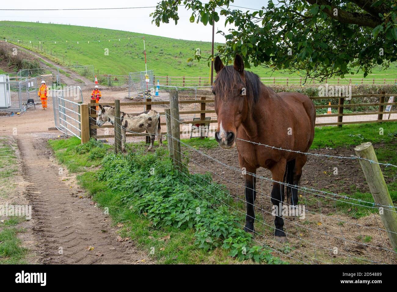 Chalfont St Giles, Buckinghamshire, UK. 12th October, 2020. Farm life