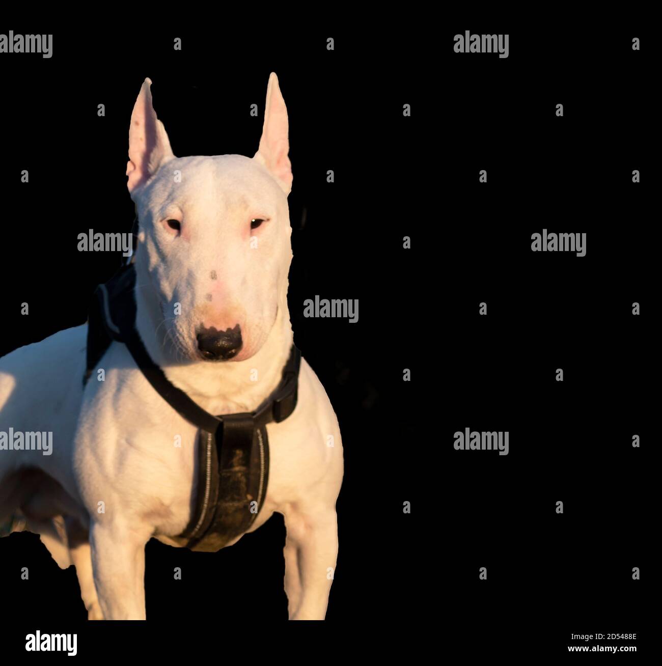 Bull terrier minuatures Stock Photo