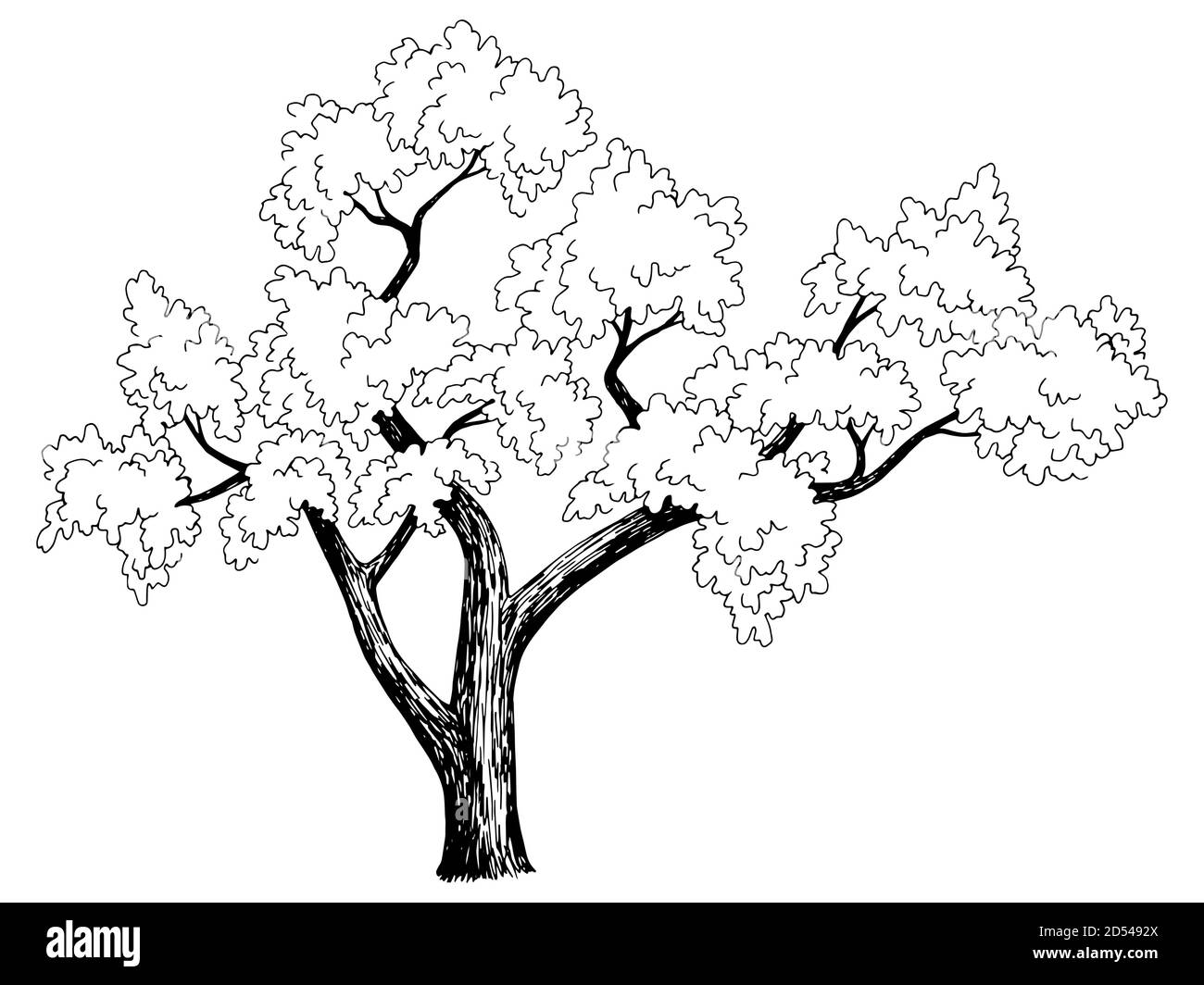 Sakura tree cherry graphic black white isolated sketch illustration