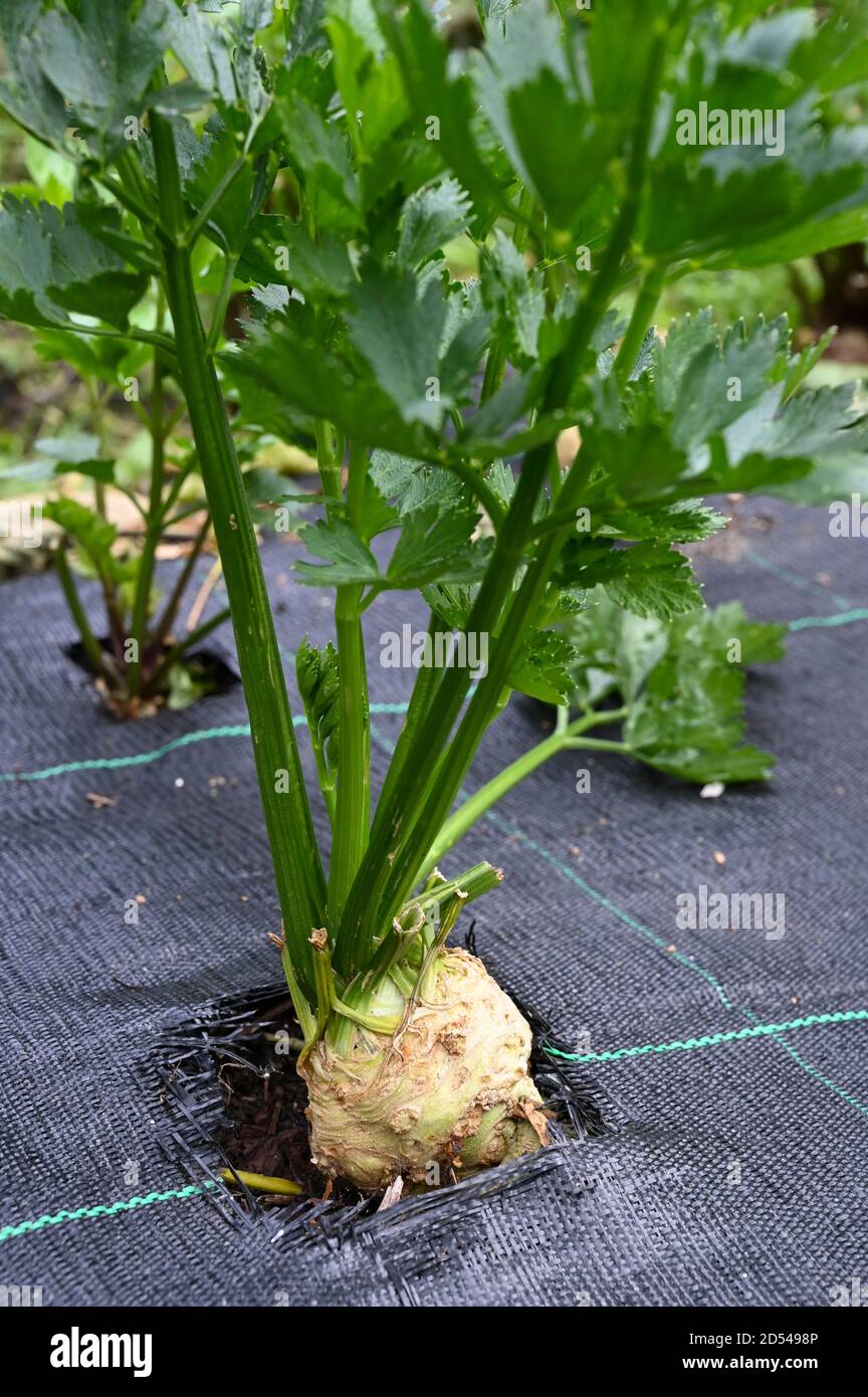 Growing celeriac through a weed suppresant fabric. Stock Photo