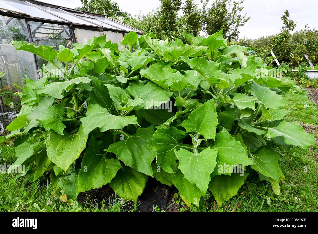 Foliage of a Yacon (Peruvian ground apple) growing as tall as a