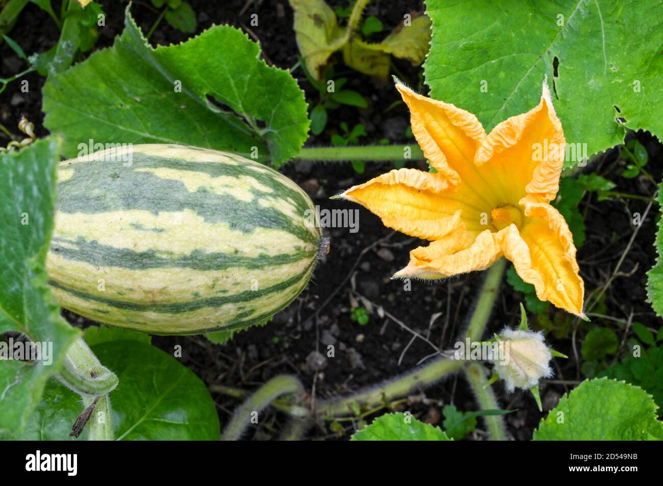 Honey Boat squash and flower growing naturally. Stock Photo