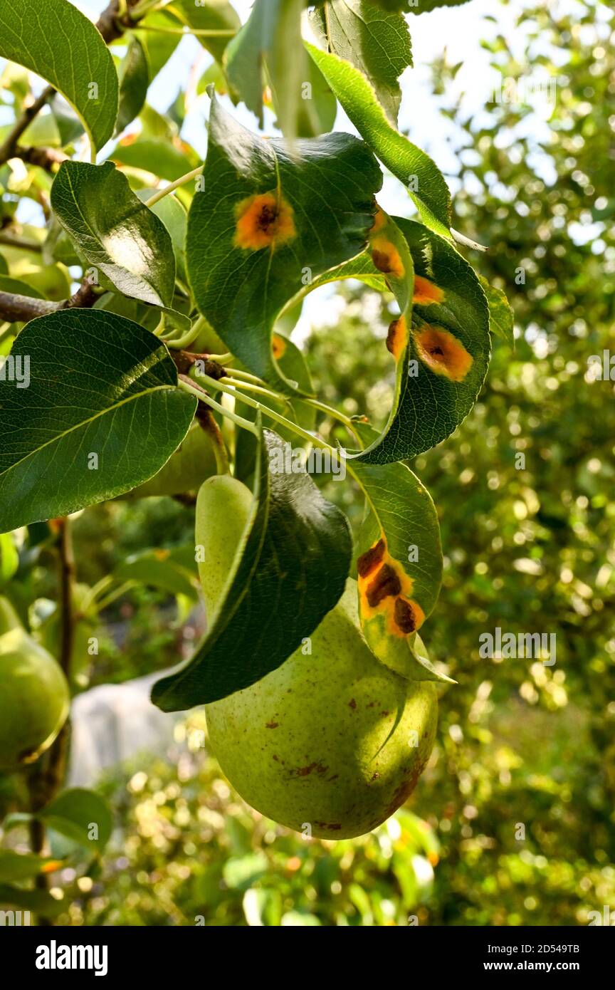 Pear rust on the leaves of Concorde pear tree (Concorde is a cross between Conference and Doyenne du Comice.) Stock Photo