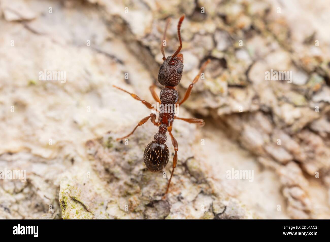 Myrmicine Ant (Myrmica punctiventris) Stock Photo