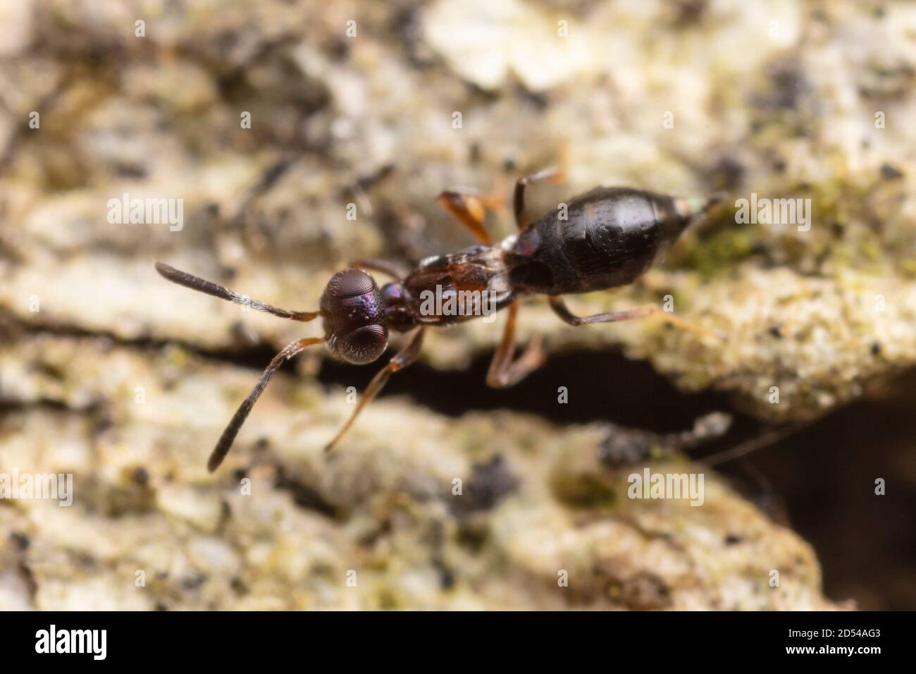 Chalcid Wasp (Brasema leucothysana) Stock Photo