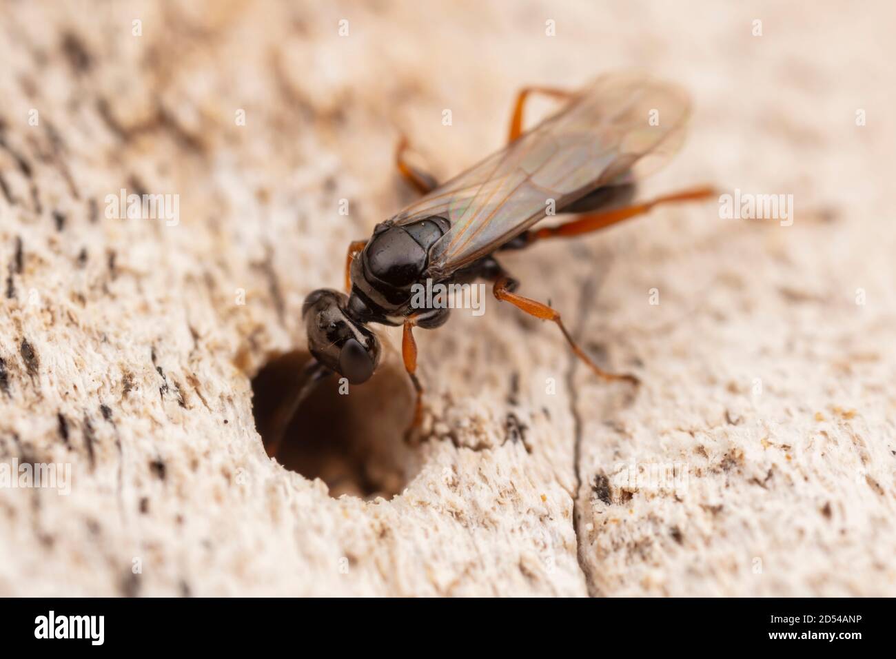 A Spider Wasp (Auplopus mellipes) investigates a cavity in the side of a tree. Stock Photo