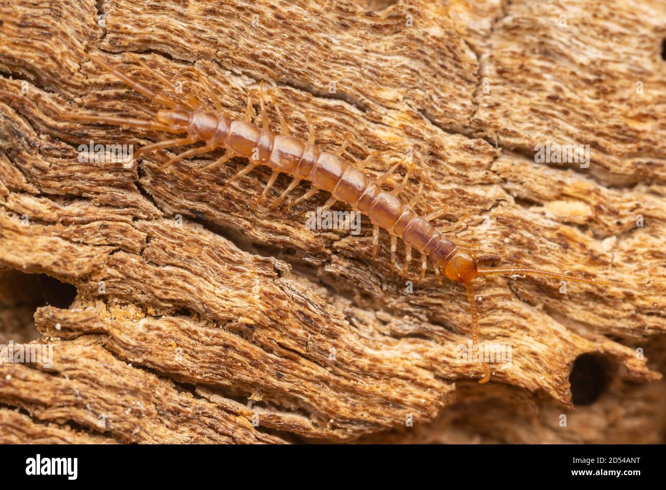 Brown Centipede (Lithobius forficatus) Stock Photo