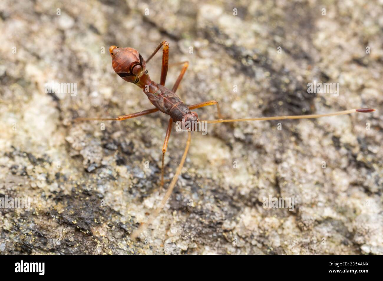 Broad-headed Bug (Alydinae) - Nymph Stock Photo