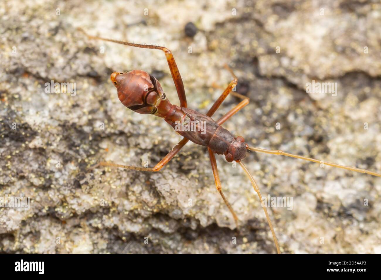Broad-headed Bug (Alydinae) - Nymph Stock Photo
