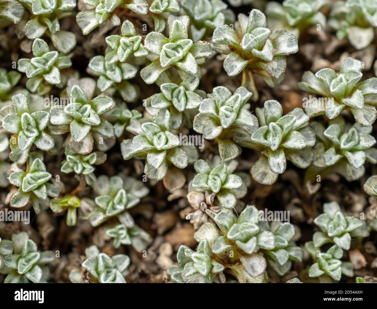 Closeup of the tiny grey green leaves of common mat daisy, Raoulia australis Stock Photo