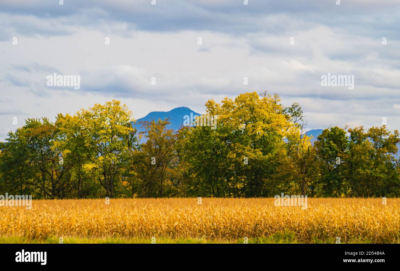 golden field of corn ready to harvest with view of Camels Hump Mountain in fall foliage season, in Vermont Stock Photo