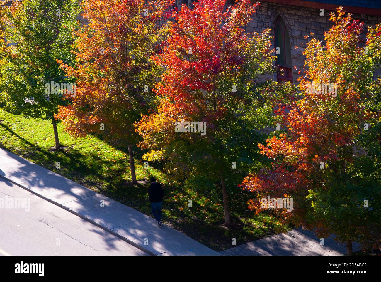 Trees Along City Street in Fall Colours, Ottawa, Ontario, Canada Stock