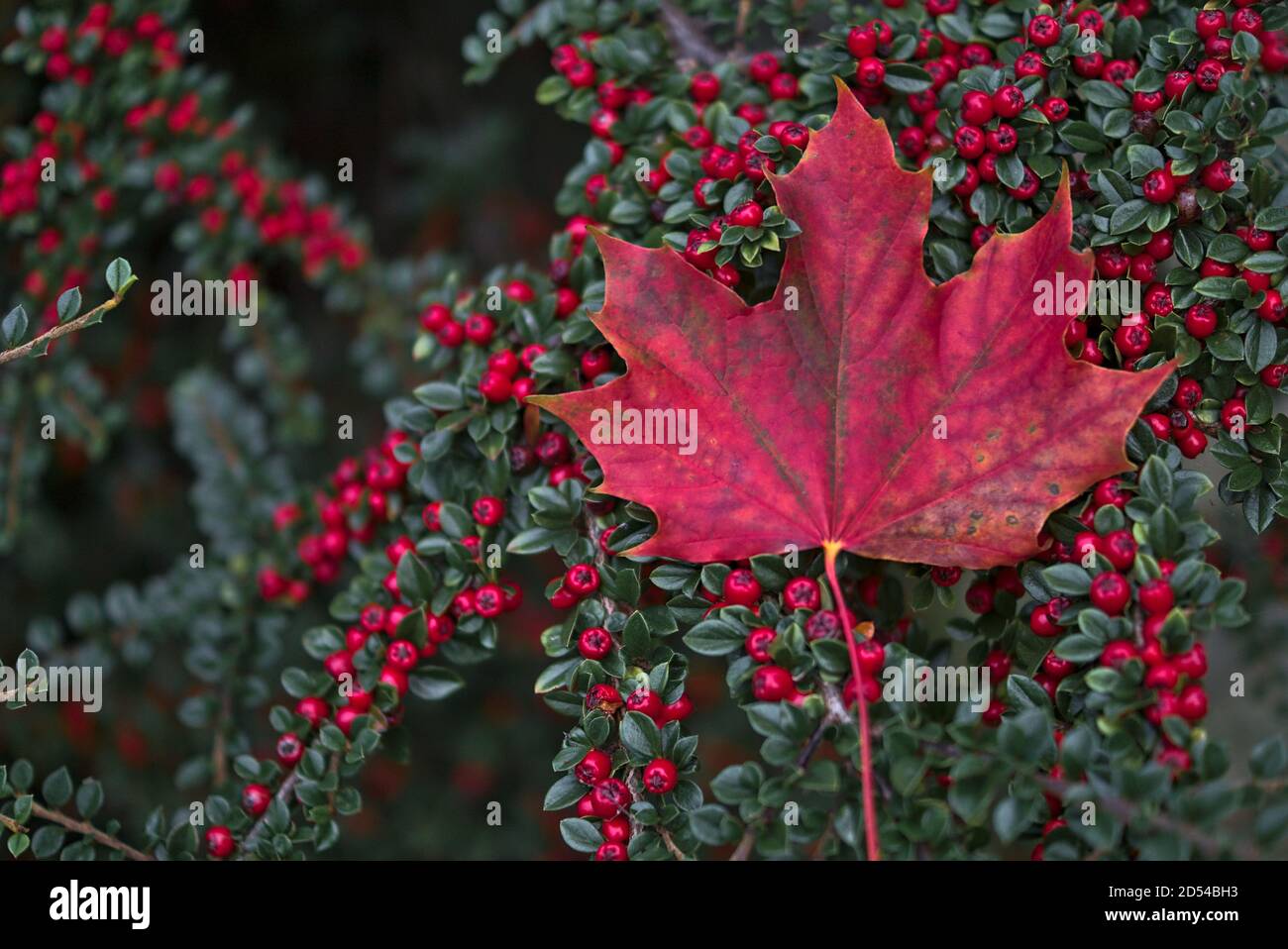 Single red maple leaf on red buckthorn berries bush. Beautiful red autumn background, Dublin, Ireland Stock Photo
