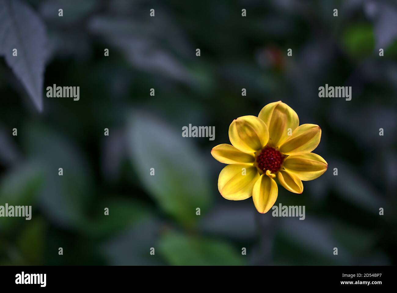 Beautiful single star-shaped eight petal young autumnal yellow Dahlia Honka (Verrone's Obsidian) flower in St. Stephen's Green Park, Dublin, Ireland Stock Photo