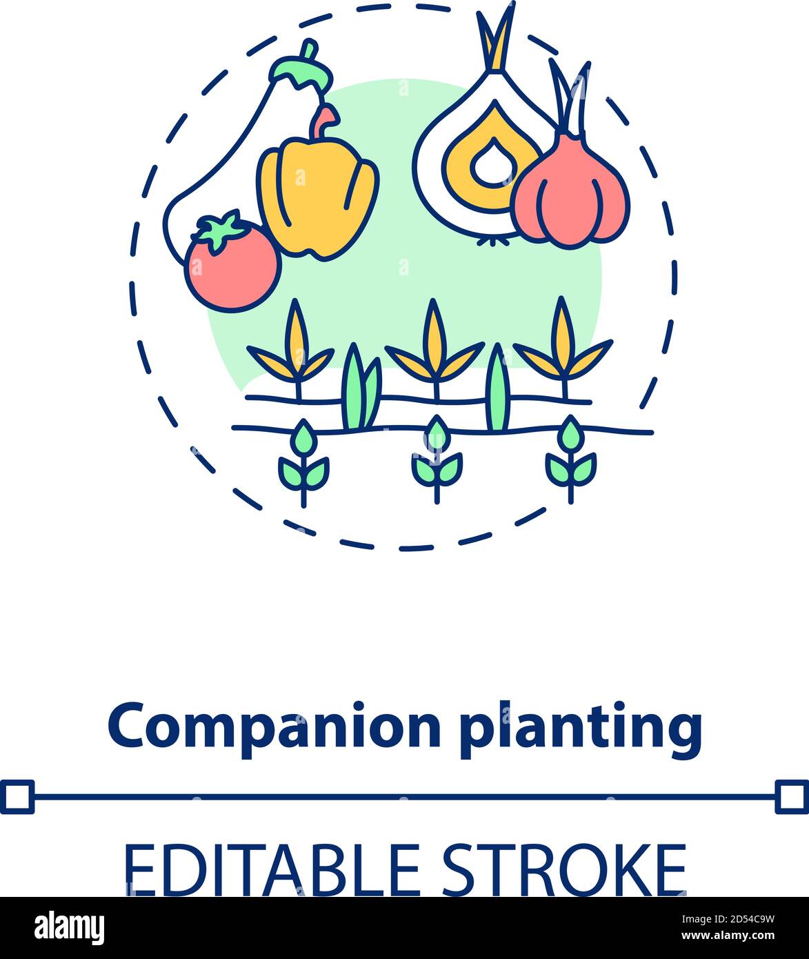 Companion planting concept icon Stock Vector Image & Art - Alamy