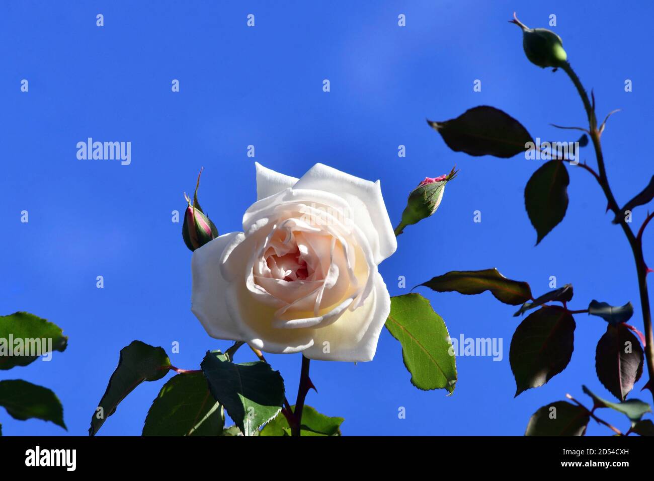 A white climbing rose on a sunny day Stock Photo