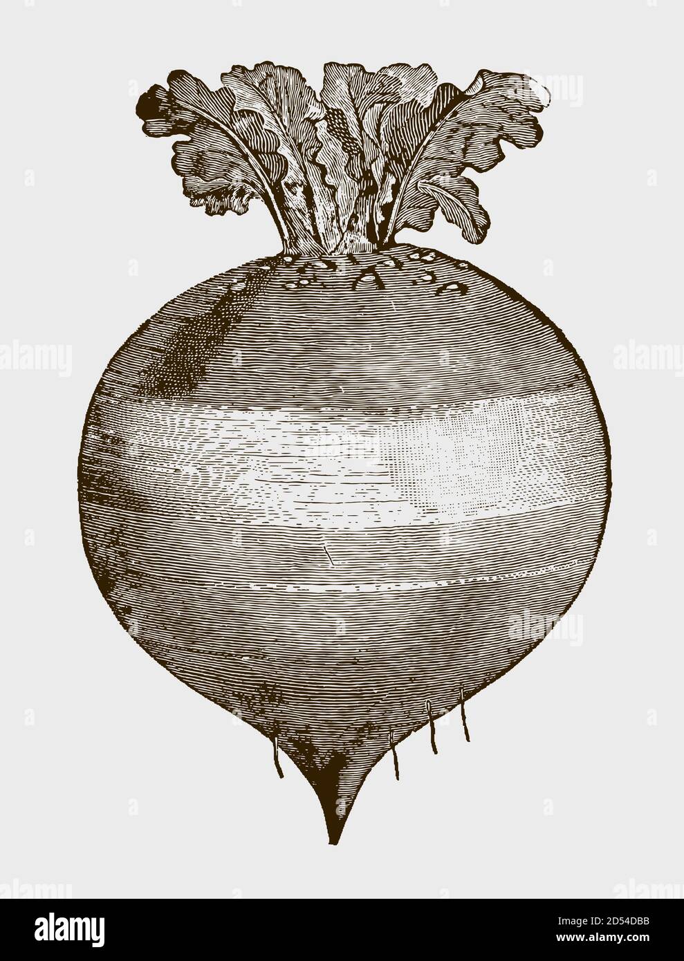 Isolated American Purple Top rutabaga. Illustration after an antique engraving from the 19th century Stock Vector