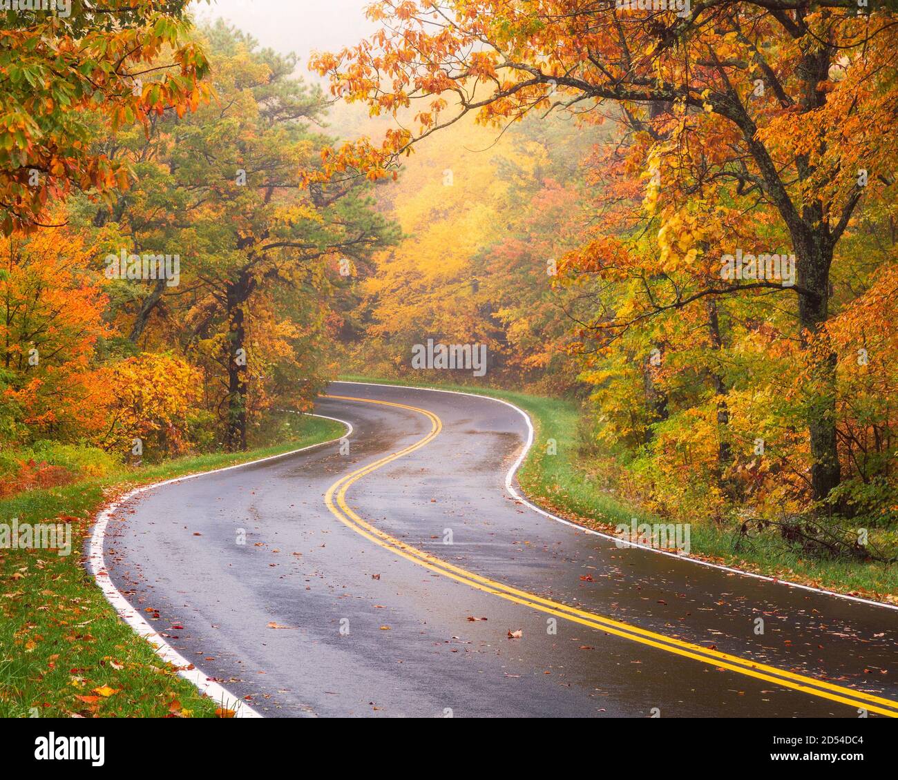 Winding road (Skyline Drive) in Shenandoah National Park during a foggy