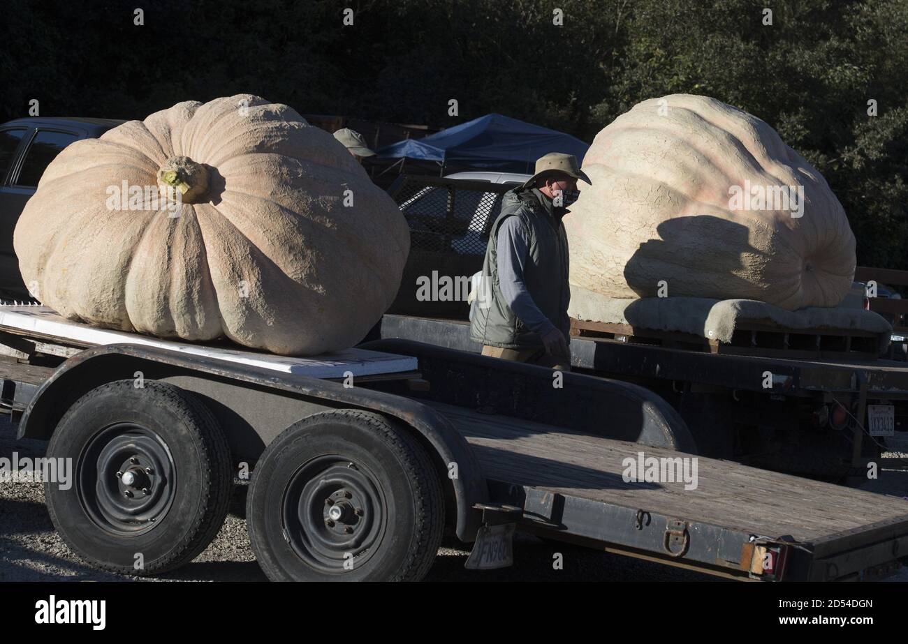 Half Moon Bay, United States. 12th Oct, 2020. Growers wait to have their pumpkins weighed at the 47th annual Championship Pumpkin Weigh-off in Half Moon Bay, California on Monday, October 12, 2020. Travis Gienger of Anoka, Minnesota won this year's competition with his 2350 pound entry. Photo by Terry Schmitt/UPI Credit: UPI/Alamy Live News Stock Photo