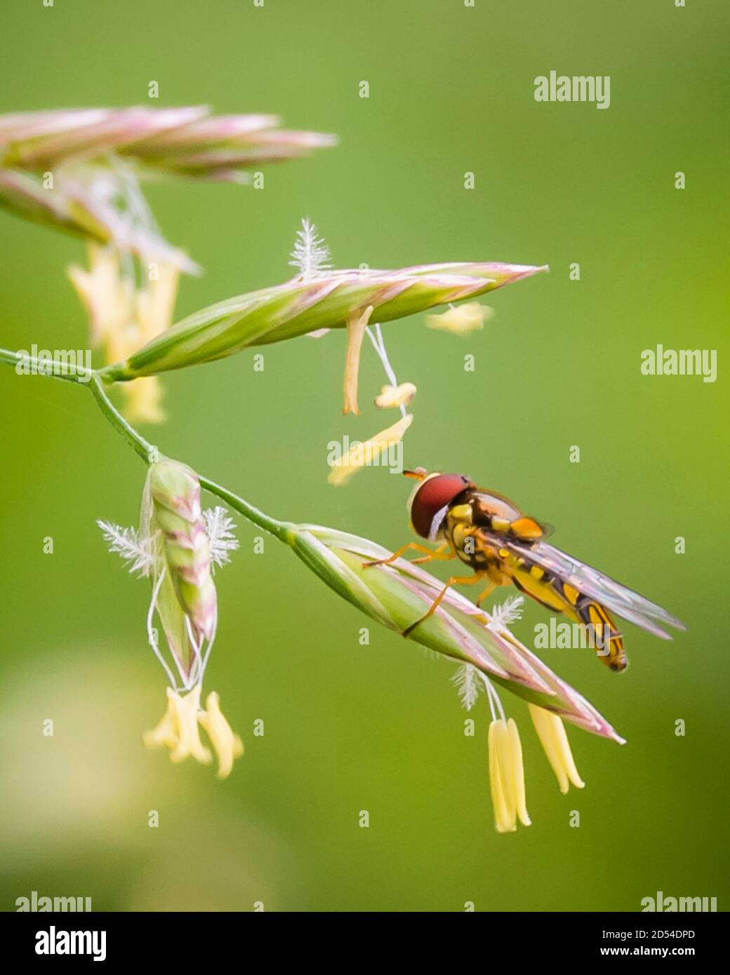 Insectphotography hi-res stock photography and images - Alamy