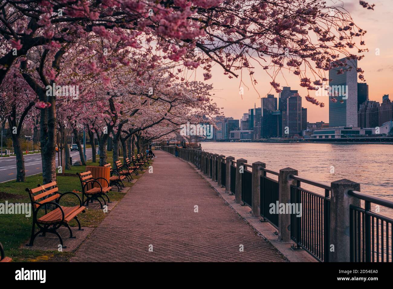 Cherry blossoms and view of the Manhattan skyline at sunset, at ...