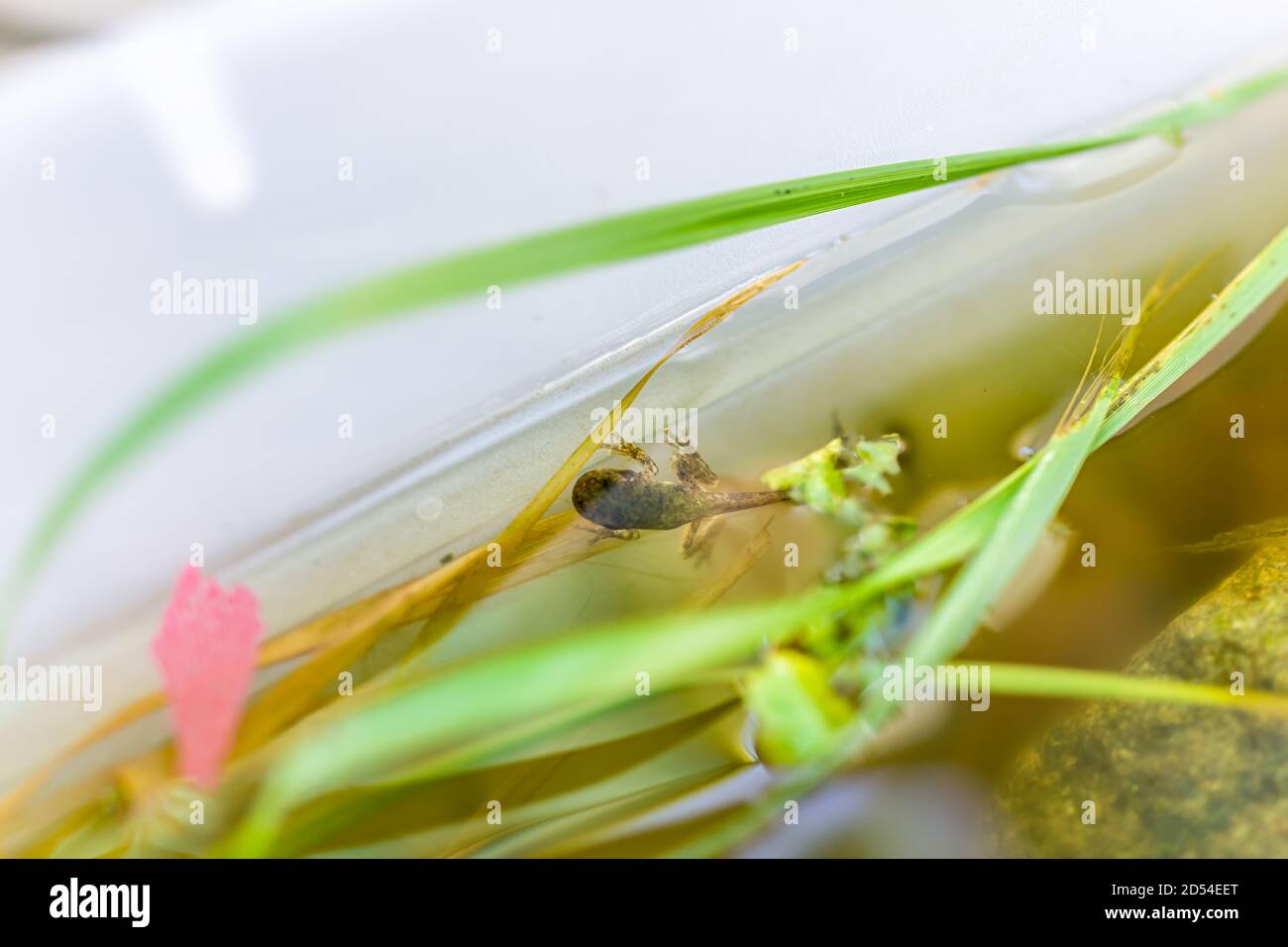 Closeup of Virginia gray frog treefrog tadpole swimming in aquarium outside with legs and feet Stock Photo