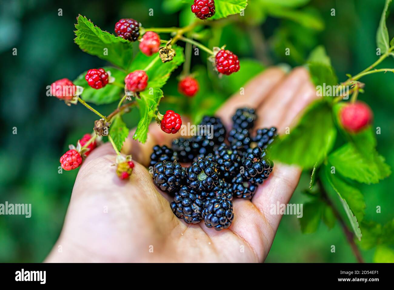 Hanging many black and red ripe blackberries ripening on plant bush garden farm with man hand picking holding fruit Stock Photo