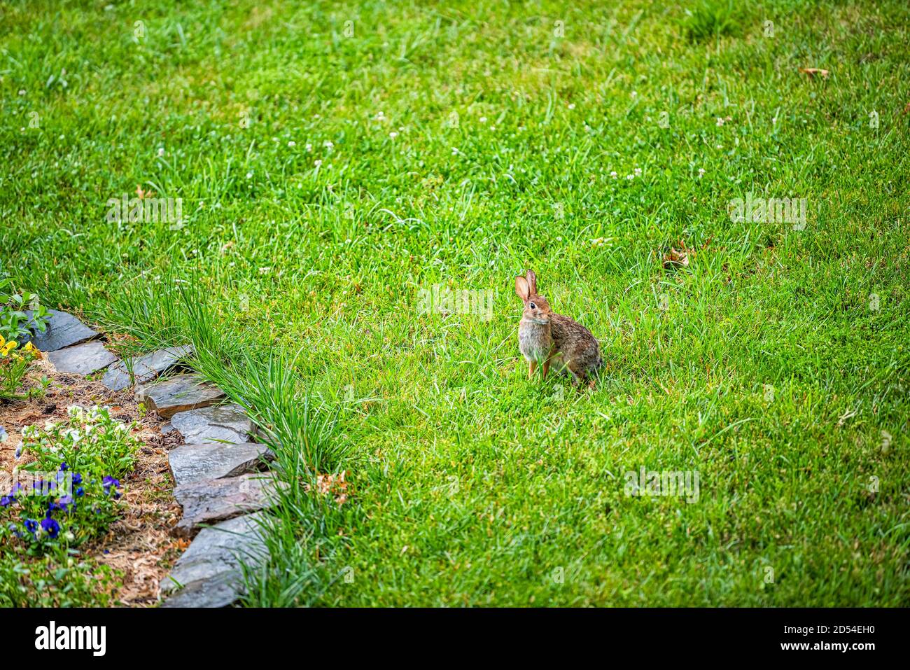 One wild eastern cottontail rabbit bunny in Virginia outside in backyard with fluffy fur coat by flowers as pest on lawn Stock Photo