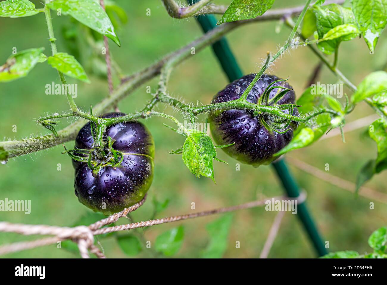 Macro closeup of two unripe shiny heirloom black tomatoes hanging growing on plant vine in garden wet with water drops Stock Photo