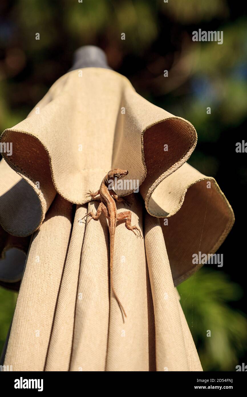 Brown Cuban anole Anolis sagrei hangs off a brown fabric umbrella in Naples, Florida. Stock Photo