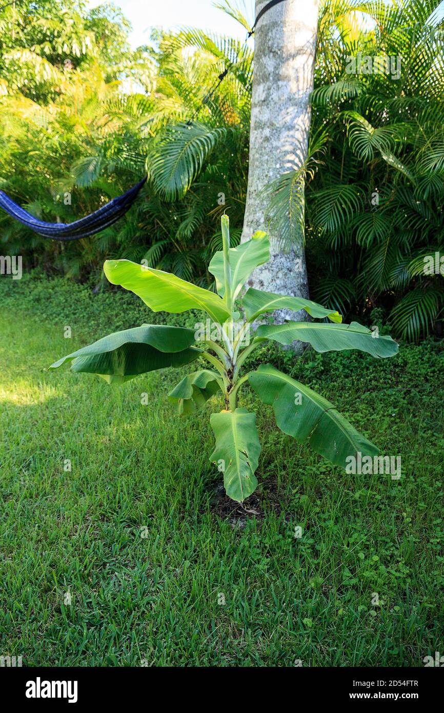 Young banana tree plant with broad leaves grows in tropical Naples