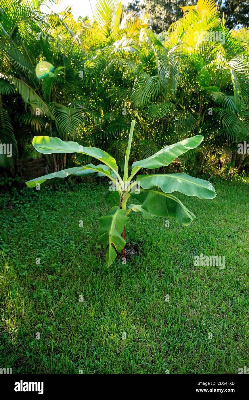 Young banana tree plant with broad leaves grows in tropical Naples