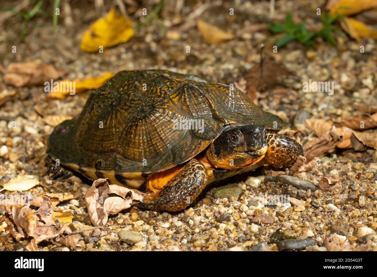 Wood turtle - Glyptemys insculpta Stock Photo