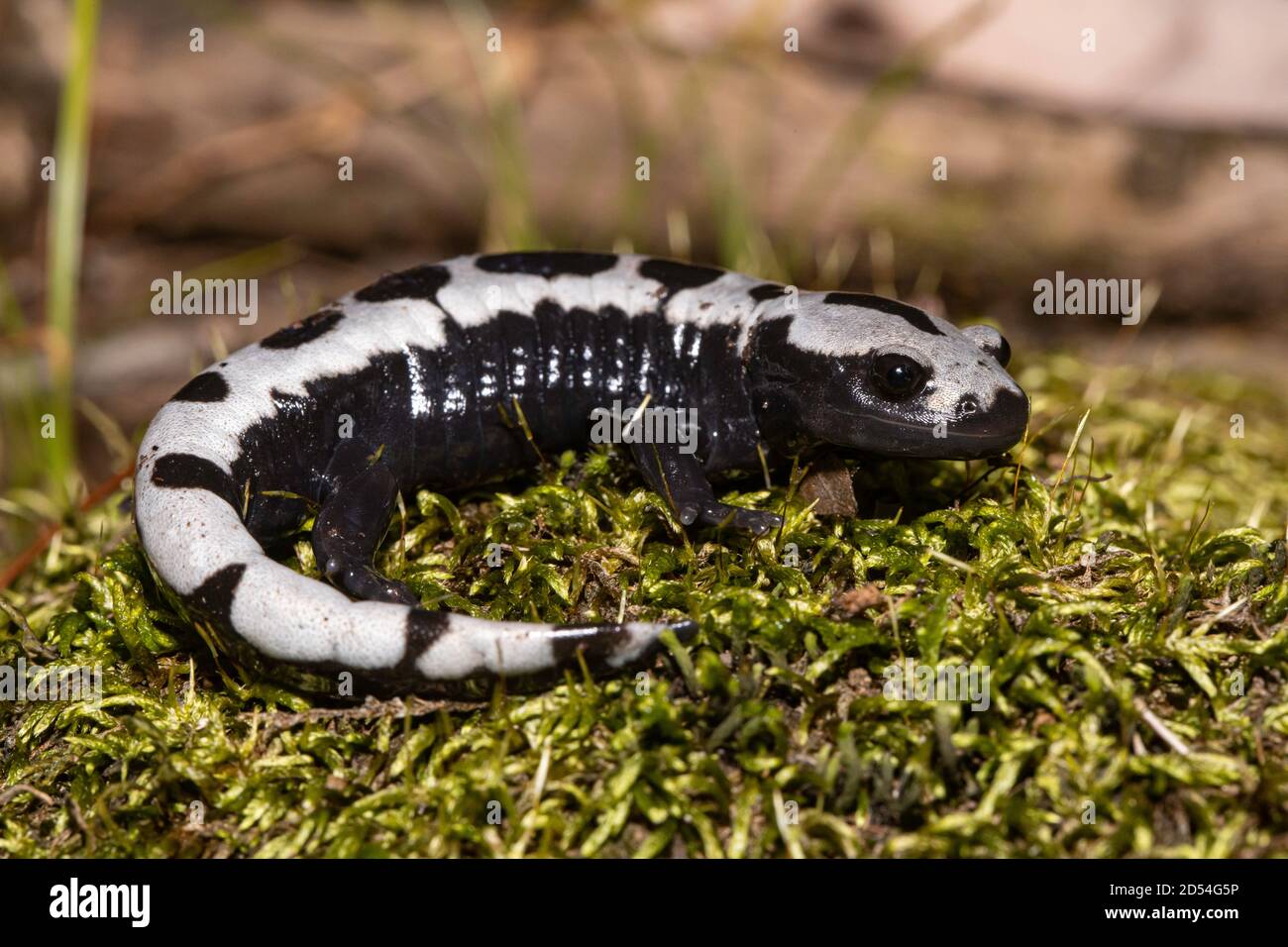 Marbled salamander - Ambystoma opacum Stock Photo