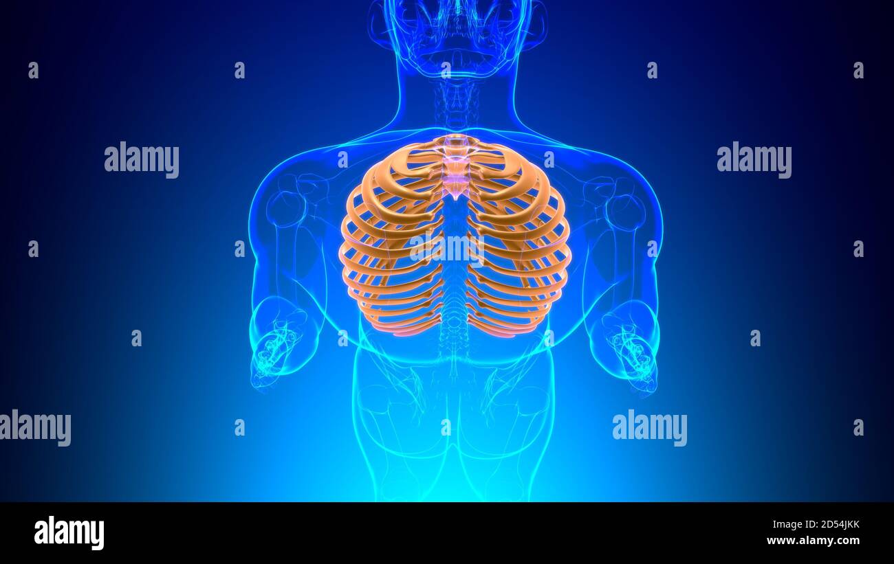 Human skeleton anatomy Rib Cage 3D Rendering For Medical Concept Stock ...