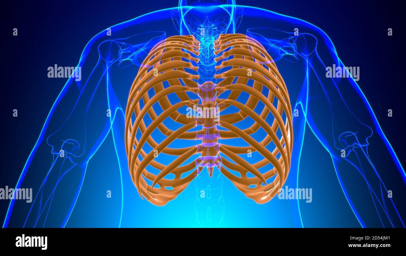 Human skeleton anatomy Rib Cage 3D Rendering For Medical Concept Stock ...