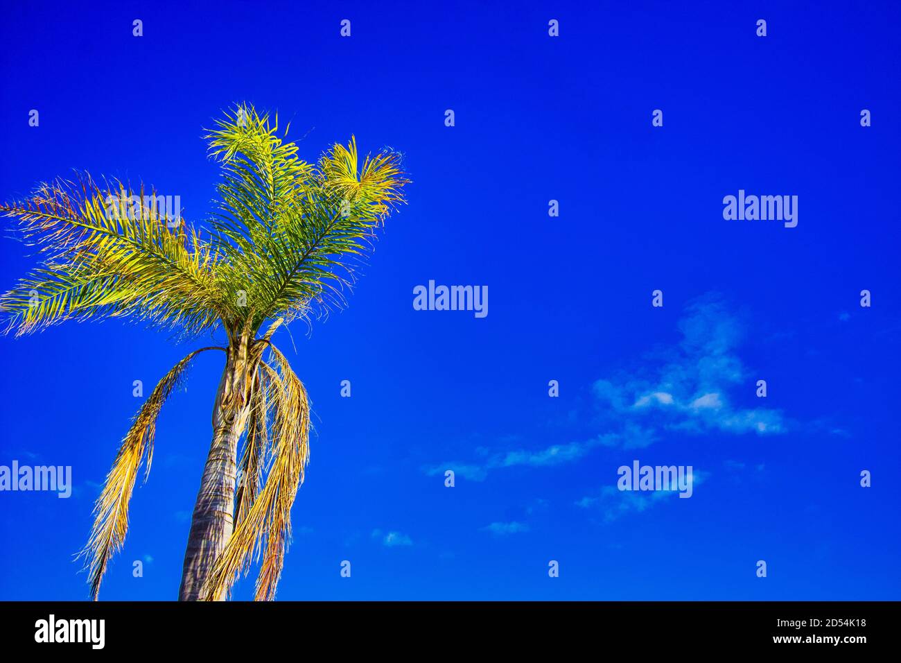 Low angle shot of a palm tree under the sunlight and a blue sky ...
