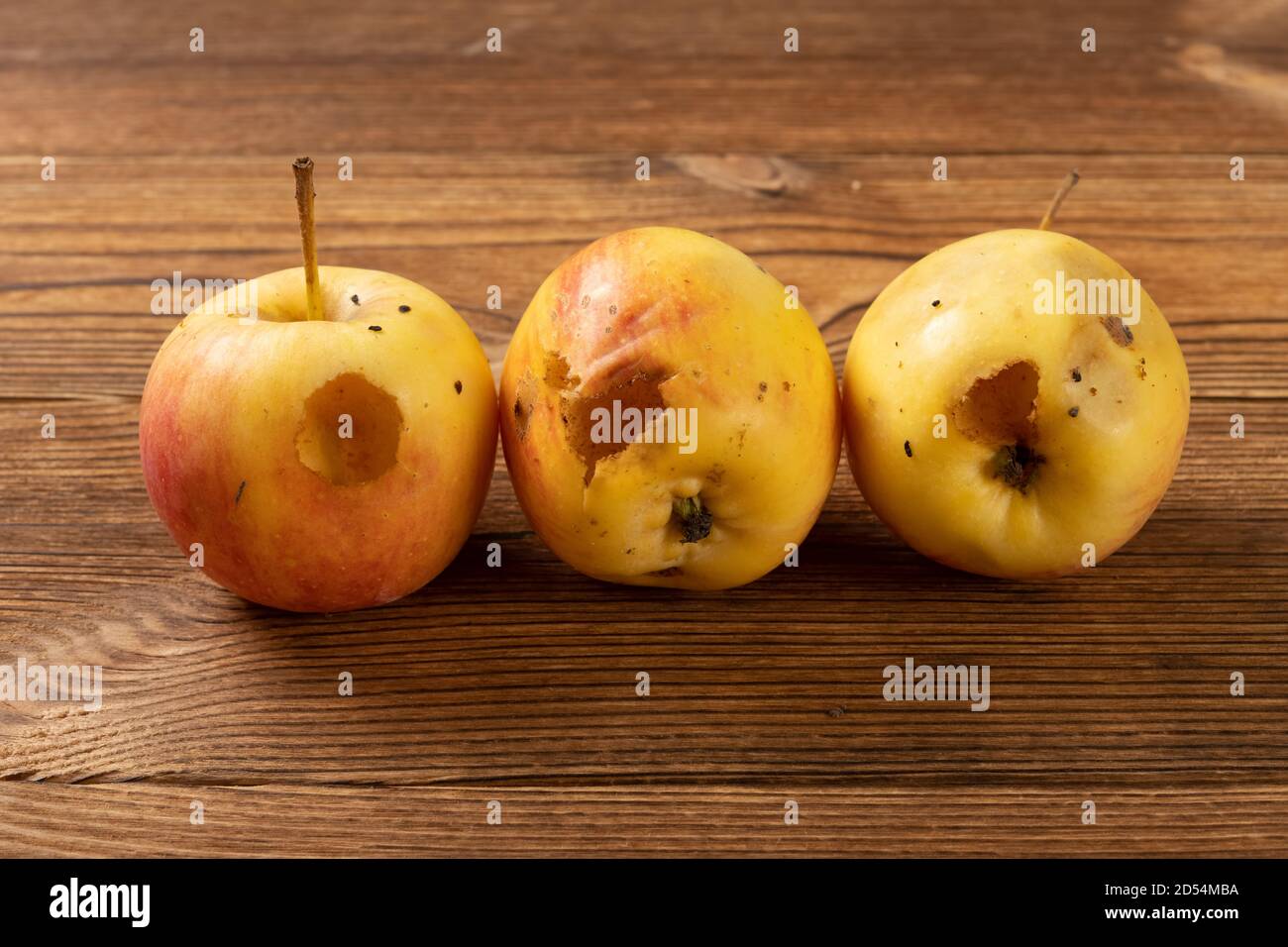 rotten apples bited by insect on a wood table Stock Photo