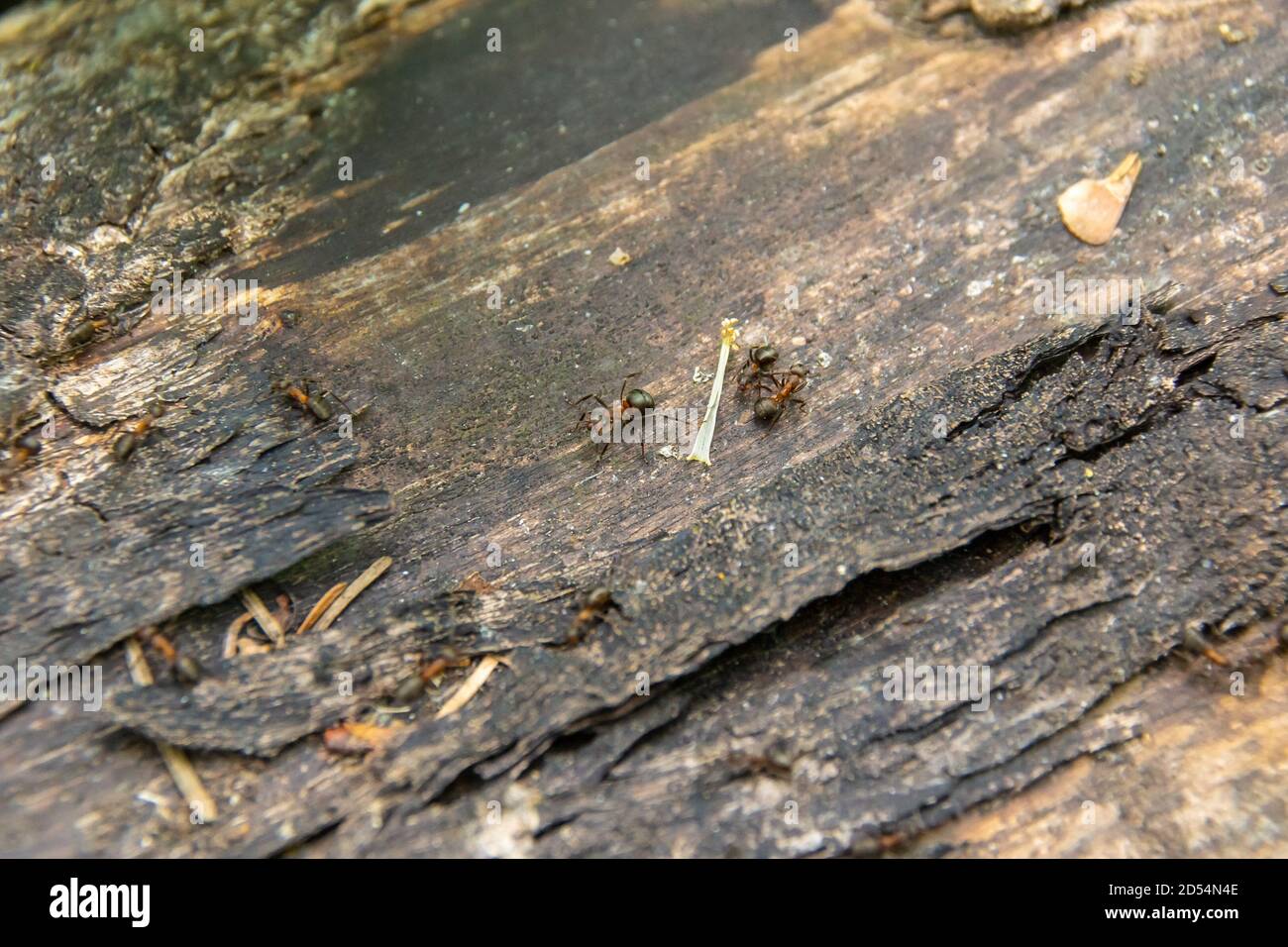 three ants are walking along a lying tree, two to the left and one to the right, selective focus Stock Photo