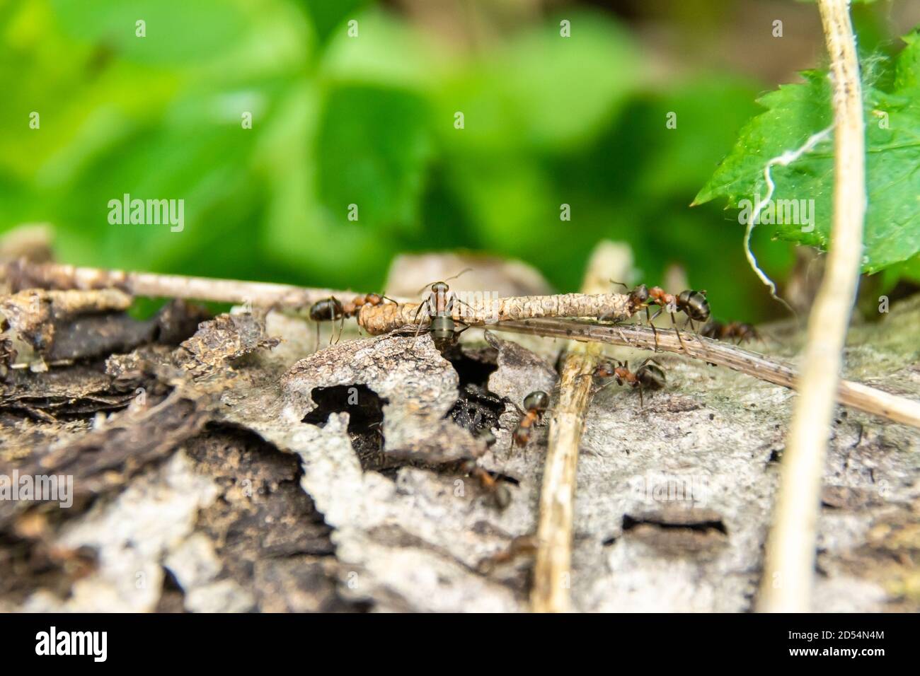 three ants drag a twig over an obstacle, selective focus Stock Photo