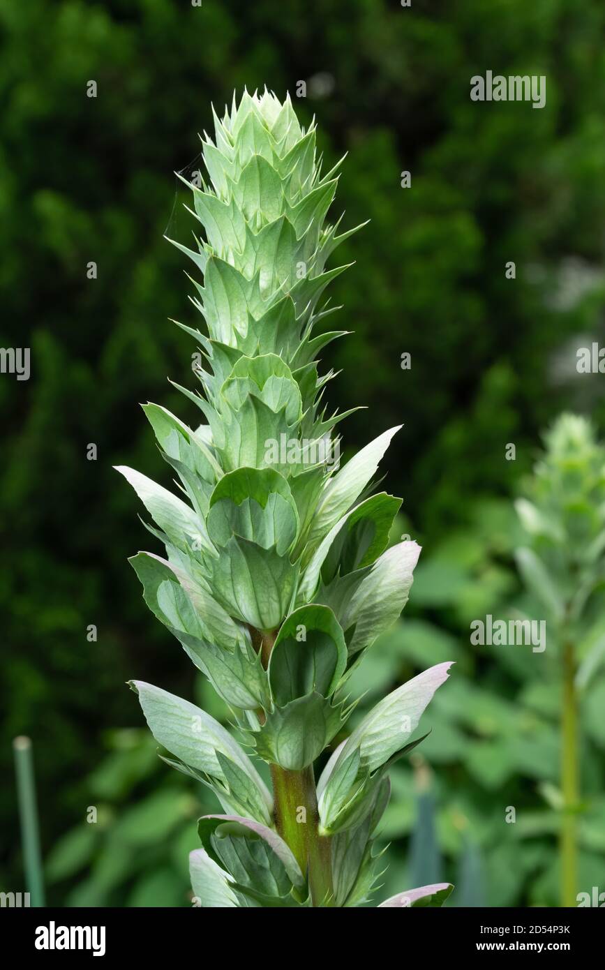 Acanthus bud hi-res stock photography and images - Alamy