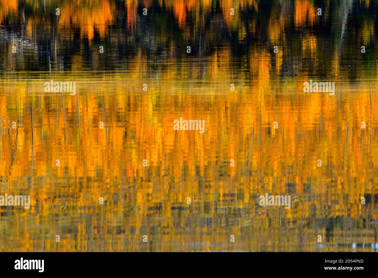 An abstract natural reflection of the fall colors on the trees on the lake shore of Talbot lake in Jasper National Park in Alberta Canada. Stock Photo