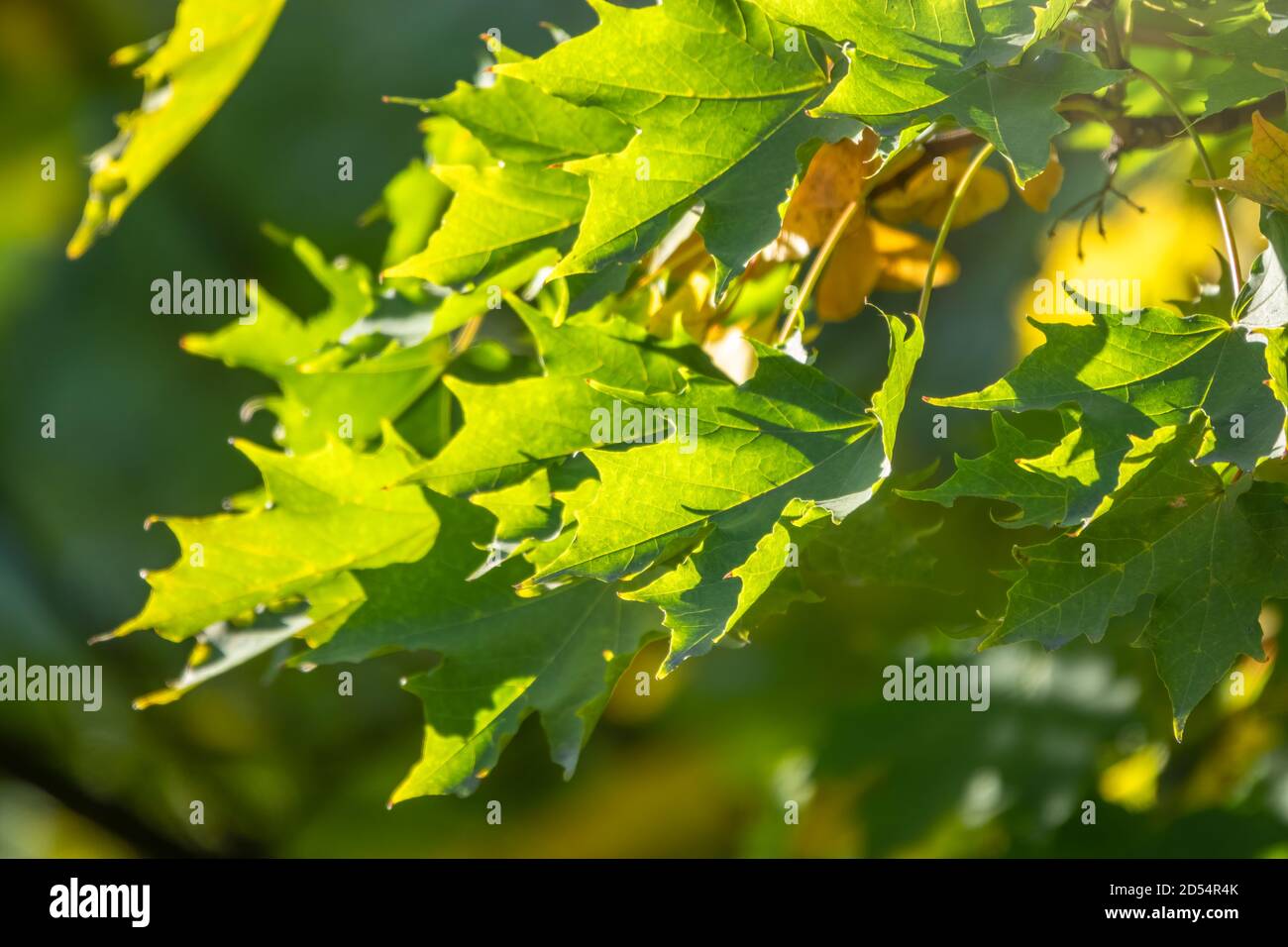 Maple branches with green yellow leaves in autumn, in the light of ...