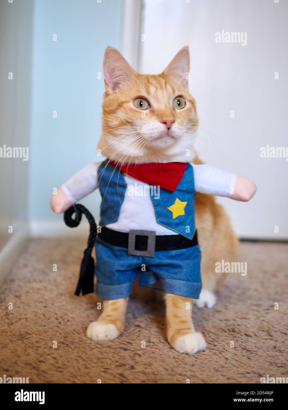 Orange cat dressed up hi res stock photography and images Alamy