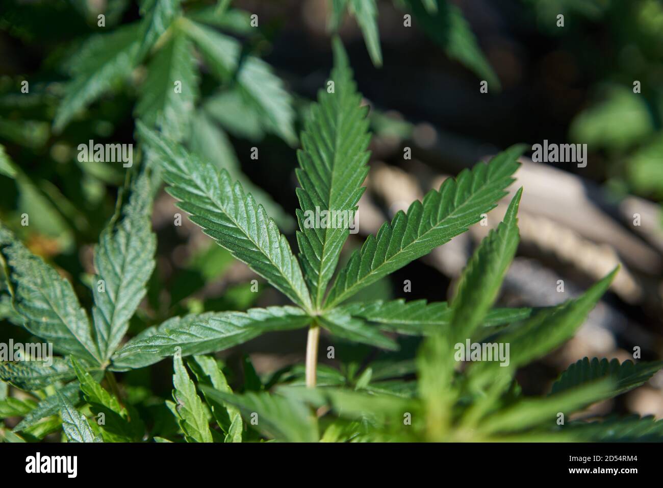 close-up of medicinal cannabis sativa leaves produced at home. green background Stock Photo